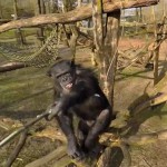chimpanzee-knocks-drone